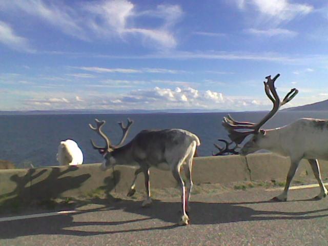 Arran Nordkapp Hotel Honningsvåg Eksteriør billede